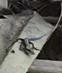 Emoia caeruleocauda