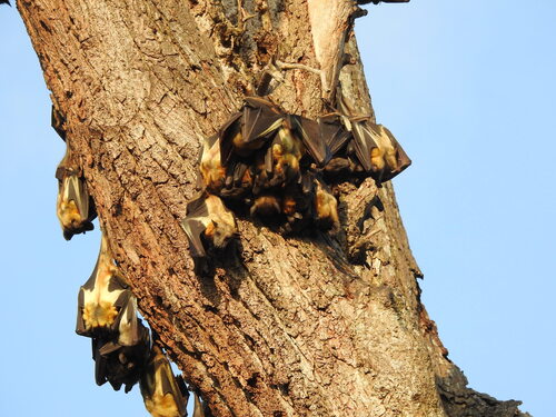 Straw-coloured Fruit Bat