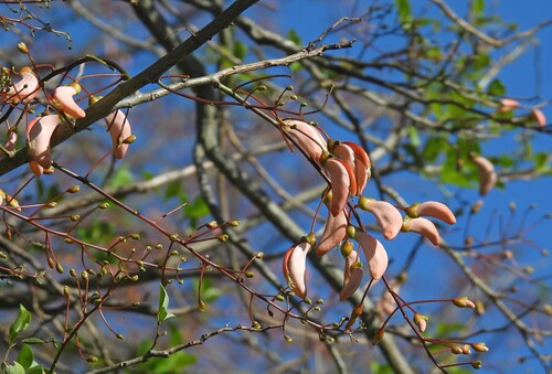 Erythrina Verna (Erythrina mulungu)