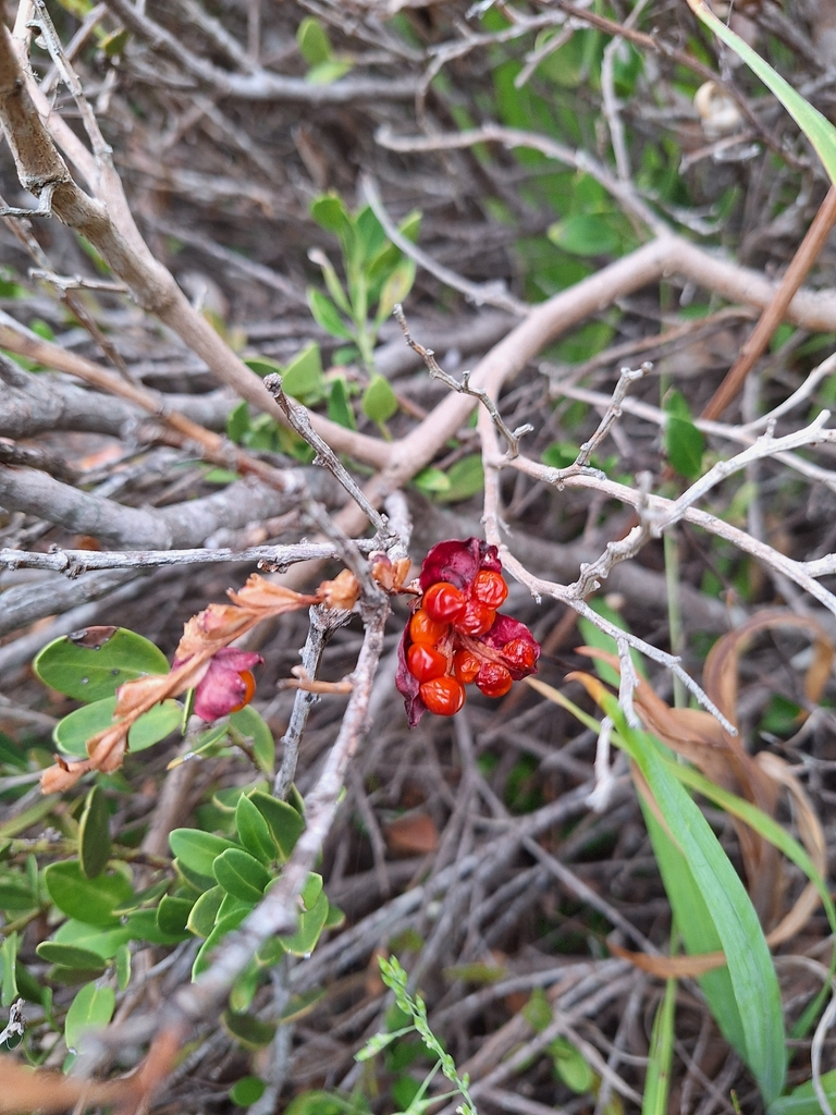 Chasmanthe aethiopica, Western Cape, South Africa, by adele84