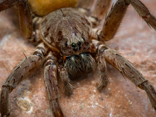Califorctenus cacachilensis