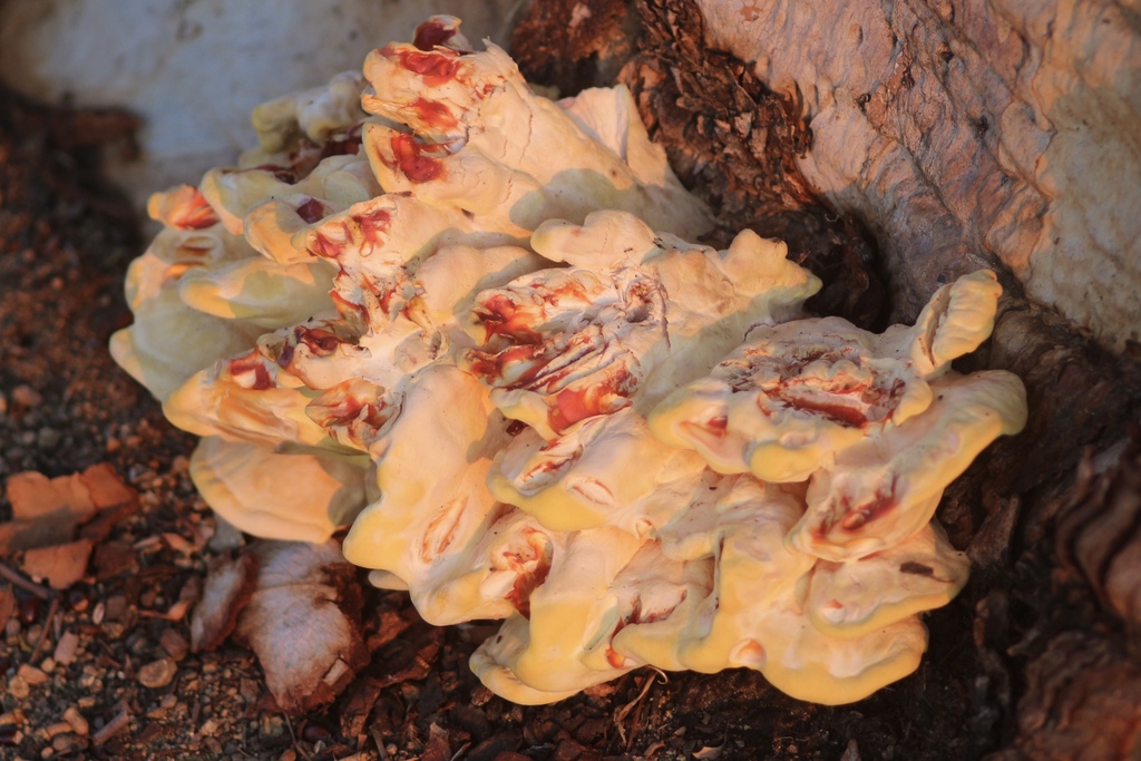 Laetiporus gilbertsonii · October 2025 · photo: © dblanco (iNaturalist, cc0)