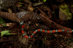 Erythrolamprus bizona