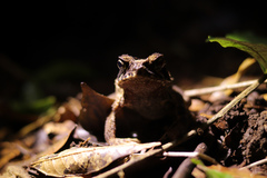 Incilius melanochlorus