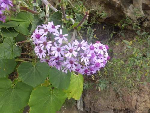 Pericallis webbii, photograph 6