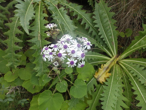 Pericallis webbii, photograph 5
