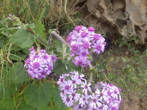 Pericallis webbii, photograph 4