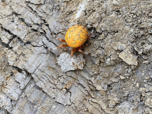 Marbled Orbweaver