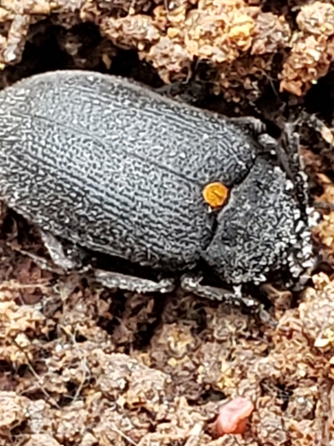 Oblique Polypore Fungus Beetle photo 3