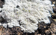 Lecanora valesiaca