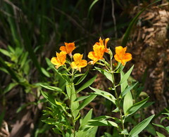 Alstroemeria aurea