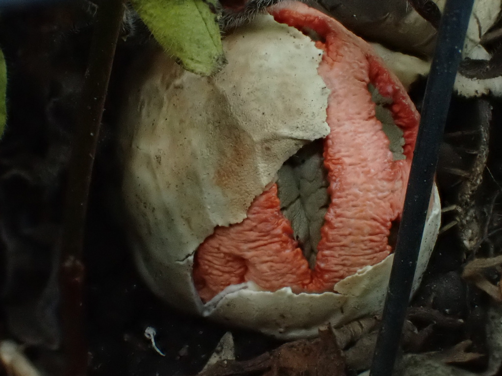 Clathrus ruber · October 2025 · photo: © reago (iNaturalist, cc-by)