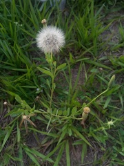 Porophyllum ruderale