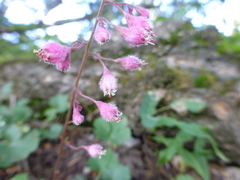 Heuchera pulchella