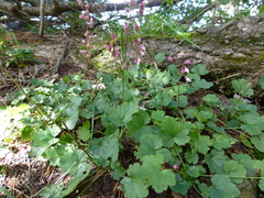 Heuchera pulchella