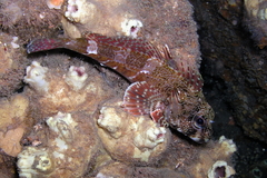Bovichtus angustifrons