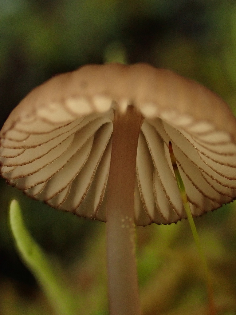 Mycena purpureofusca · October 2025 · photo: © reago (iNaturalist, cc-by)