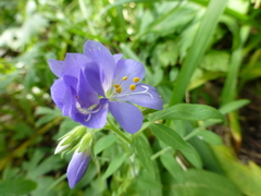 Polemonium foliosissimum