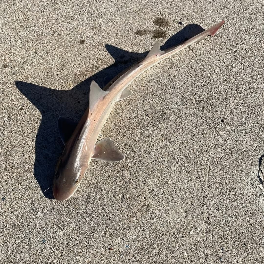 Blackspotted Smooth-hound