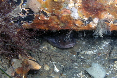 Pseudophycis palmata