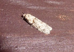 Izatha convulsella