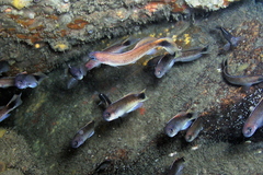 Trachinops caudimaculatus