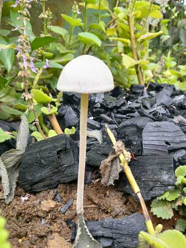 Panaeolus antillarum