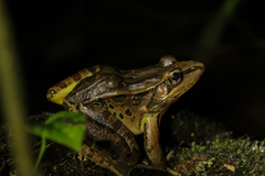 Lithobates taylori