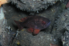 Vincentia conspersa