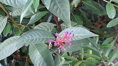 Palicourea vacillans