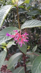 Palicourea vacillans