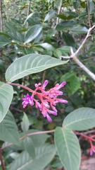 Palicourea vacillans