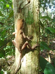 Enyalius catenatus