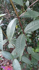 Palicourea vacillans