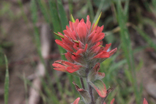 Elmer's Paintbrush (Castilleja elmeri)