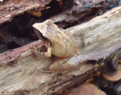 Pristimantis ramagii