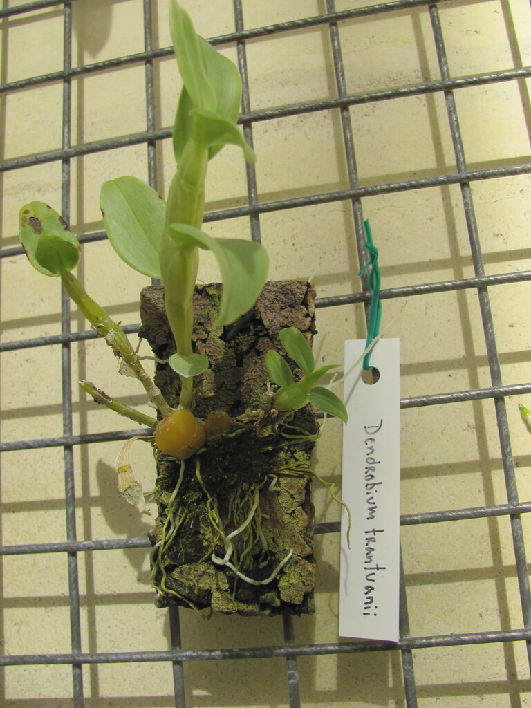 Dendrobium trantuanii Perner & X.N.Dang 4