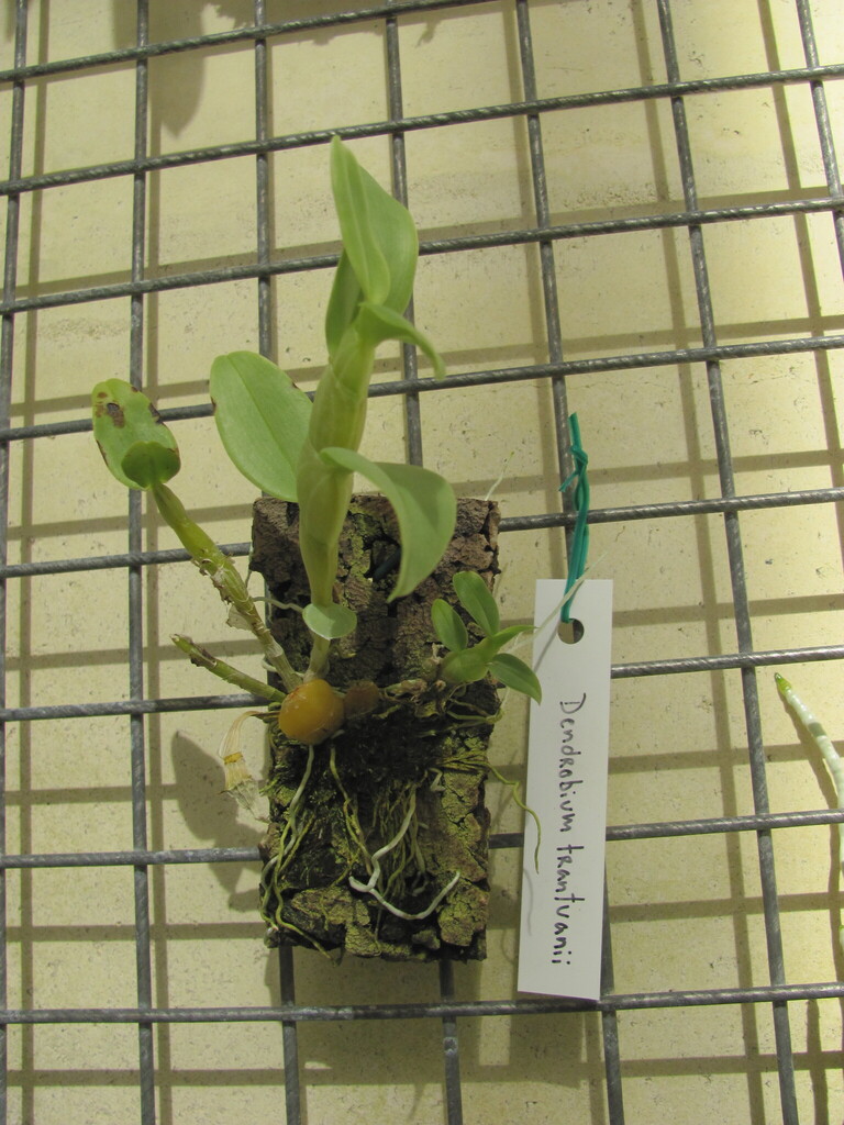 Dendrobium trantuanii Perner & X.N.Dang 2