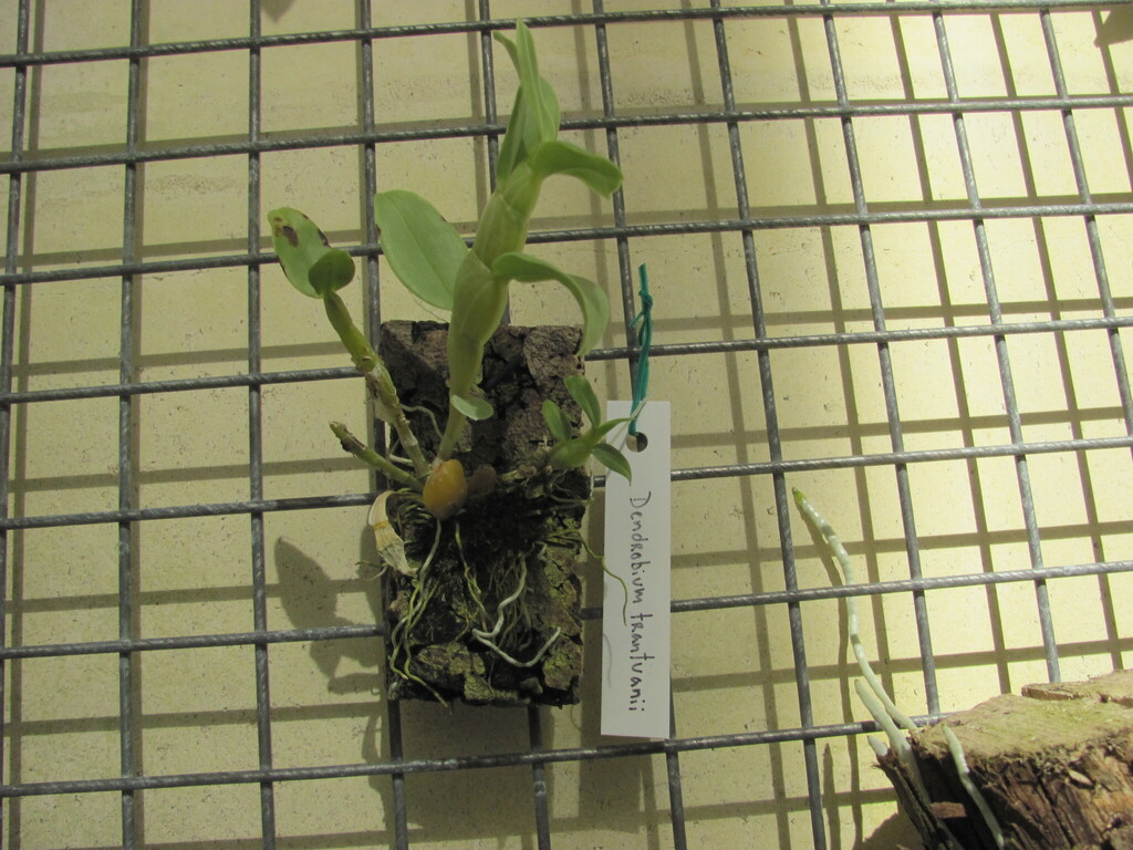 Dendrobium trantuanii Perner & X.N.Dang 3