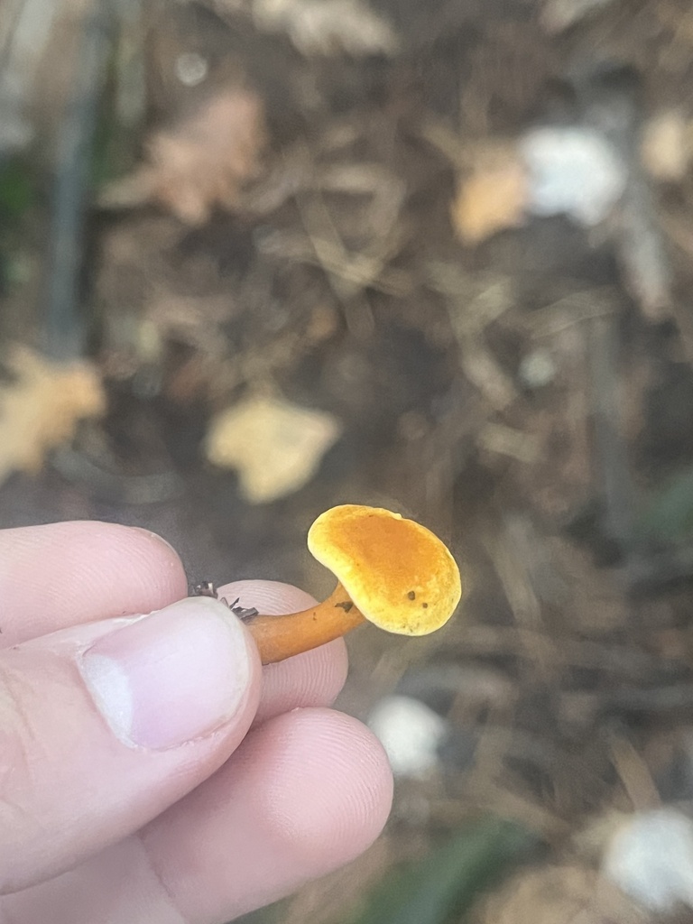 Hygrophoropsis aurantiaca · October 2025 · photo: © loganstecker (iNaturalist, cc0)