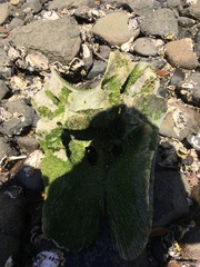 Caperea marginata