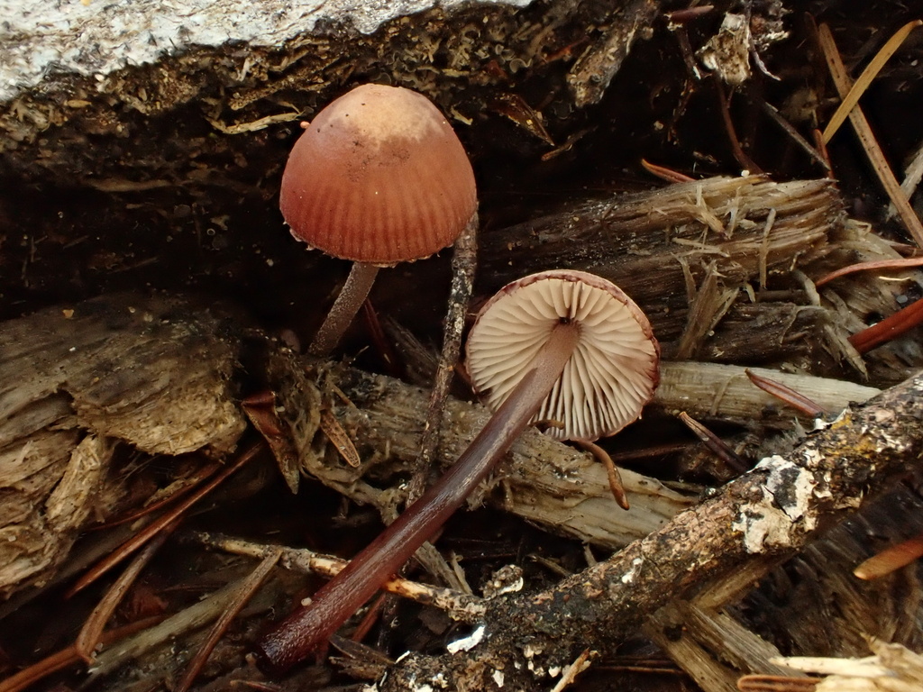 Mycena haematopus · October 2025 · photo: © reago (iNaturalist, cc-by)