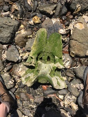 Caperea marginata