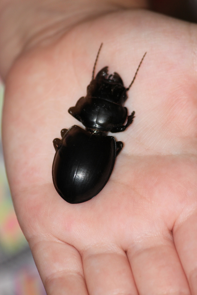 Euryscaphus