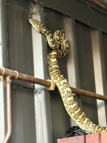 Coastal Carpet Python sighting