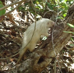 Coendou insidiosus