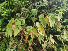 Begonia malindangensis