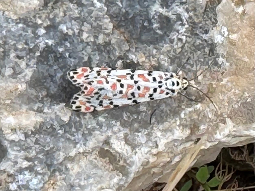 Crimson-speckled Flunkey