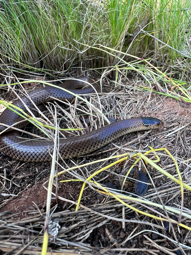 Whip Hooded Snake sighting