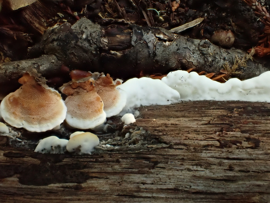 Gloeoporus dichrous · October 2025 · photo: © reago (iNaturalist, cc-by)